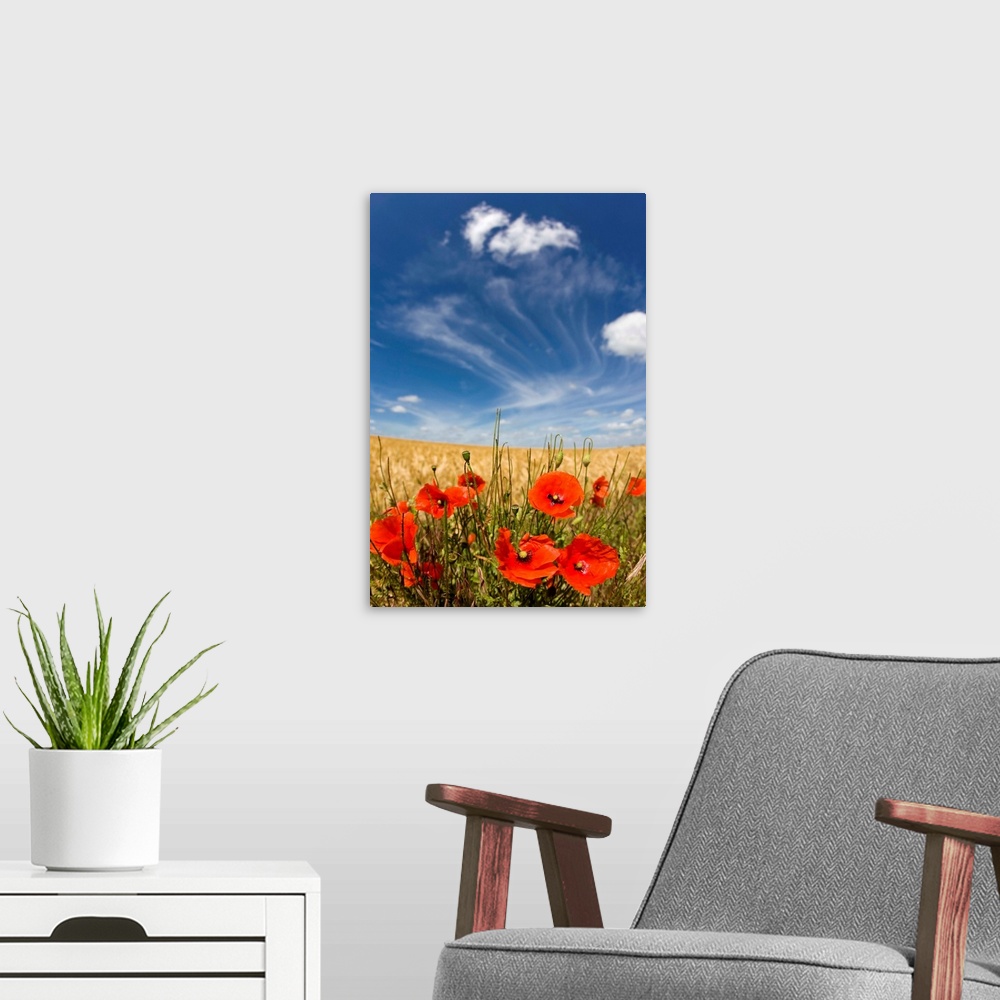 A modern room featuring Poppies Blooming In Field