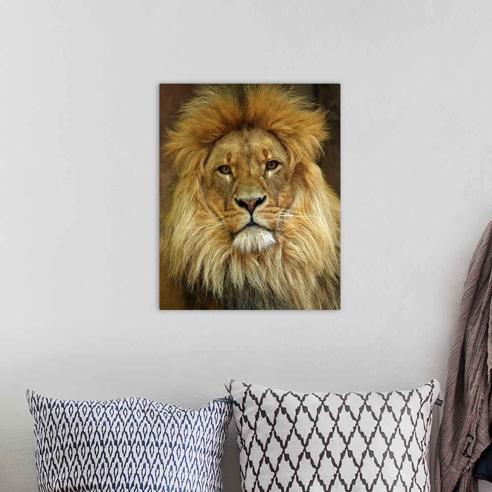 A bohemian room featuring Portrait Of Lion