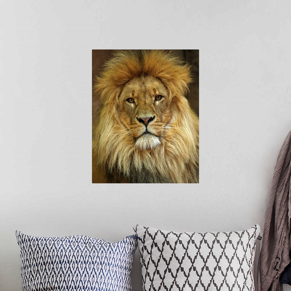 A bohemian room featuring Portrait Of Lion