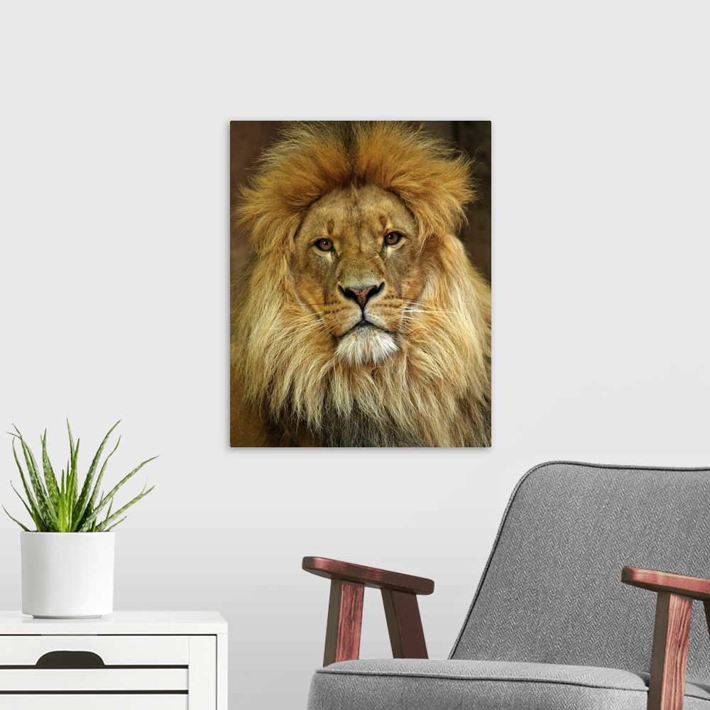 A modern room featuring Portrait Of Lion