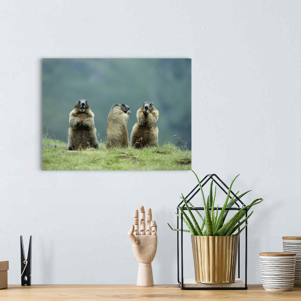 A bohemian room featuring Three Marmots