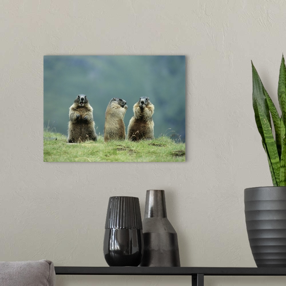 A modern room featuring Three Marmots