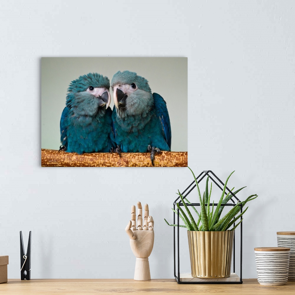 A bohemian room featuring Two Brazilian Spix's Macaws