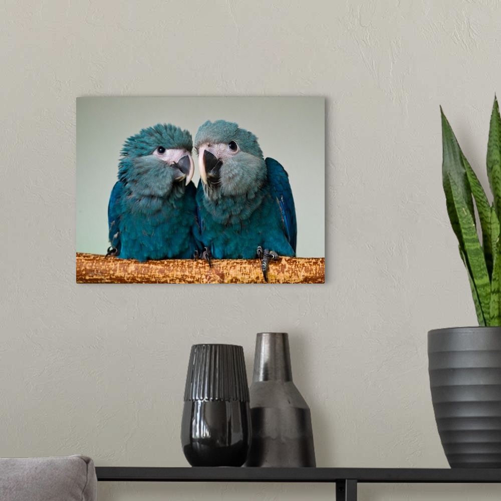 A modern room featuring Two Brazilian Spix's Macaws