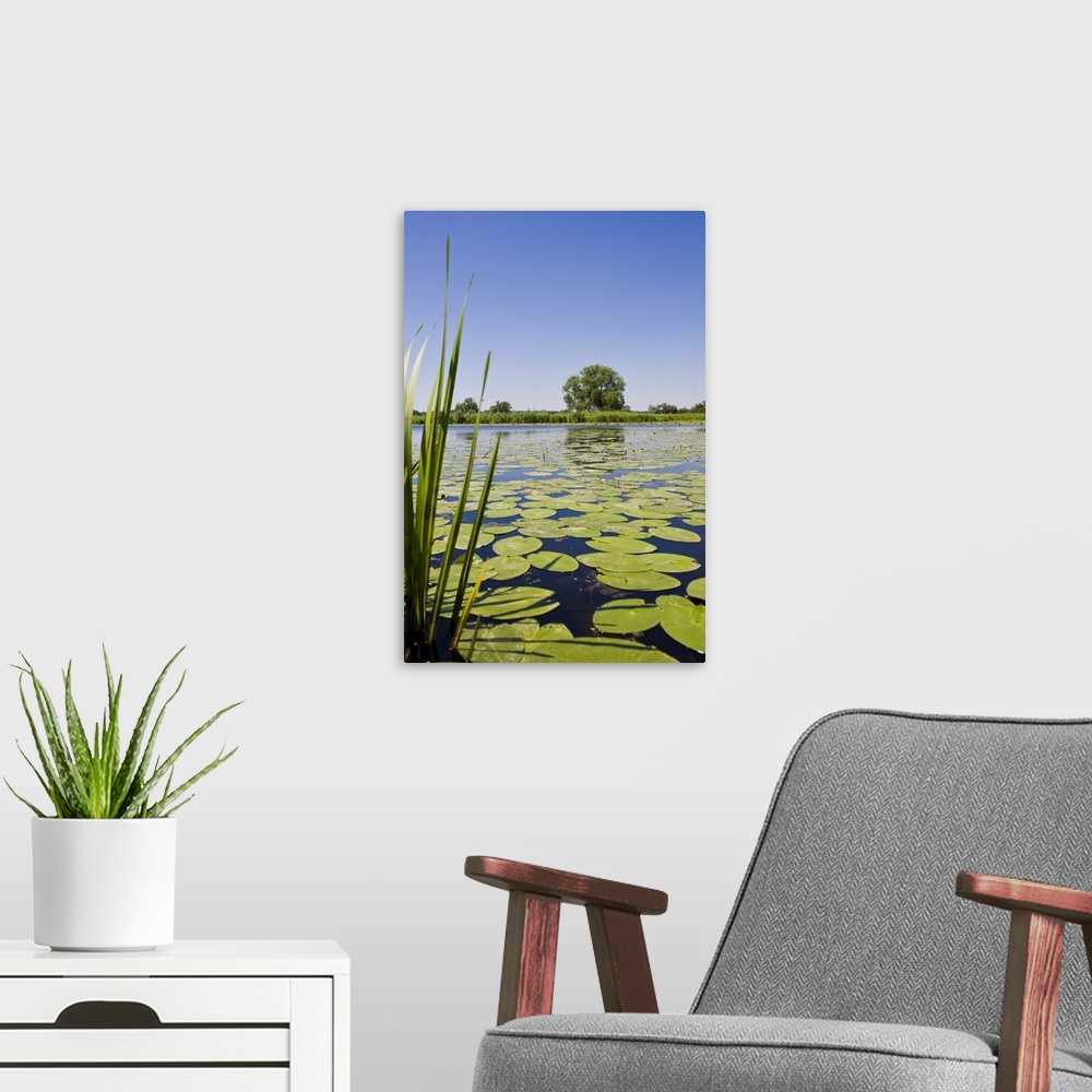 A modern room featuring View Of Lake, Overgrown With Water Lilies