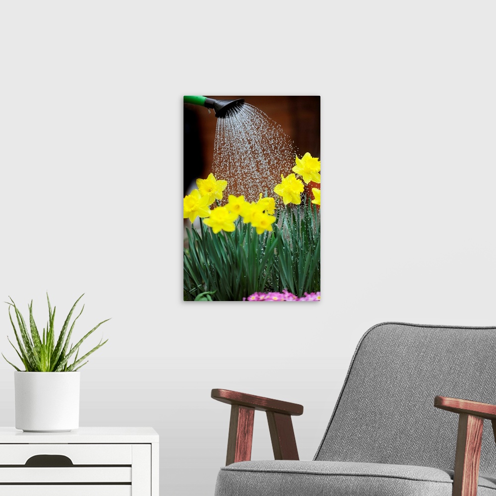 A modern room featuring Watering Daffodils With Watering Can