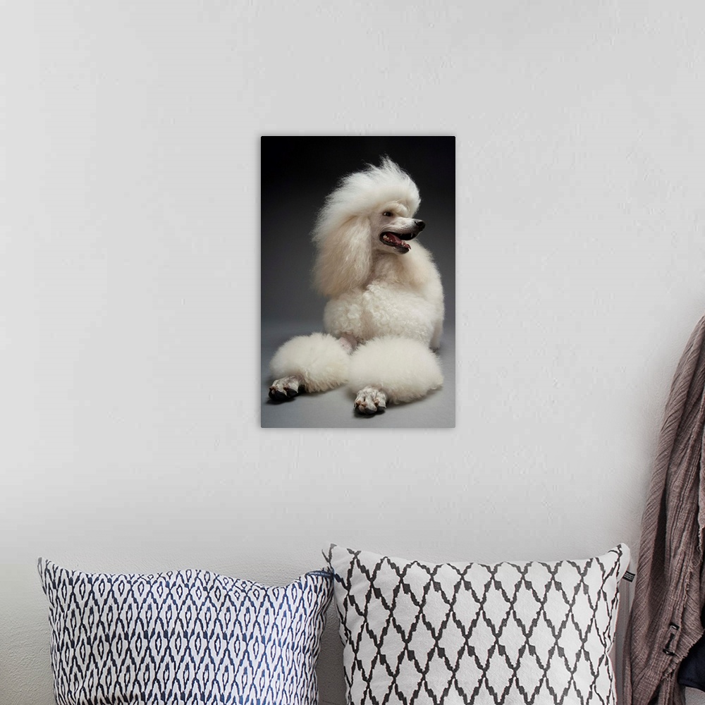 A bohemian room featuring White Poodle