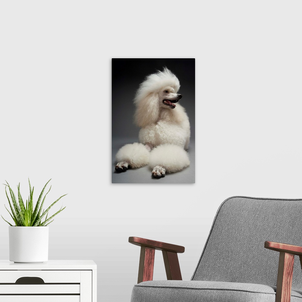 A modern room featuring White Poodle