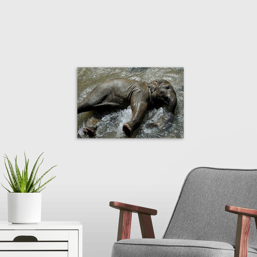 A modern room featuring Young Elephant Cools Off In Basin Of Water