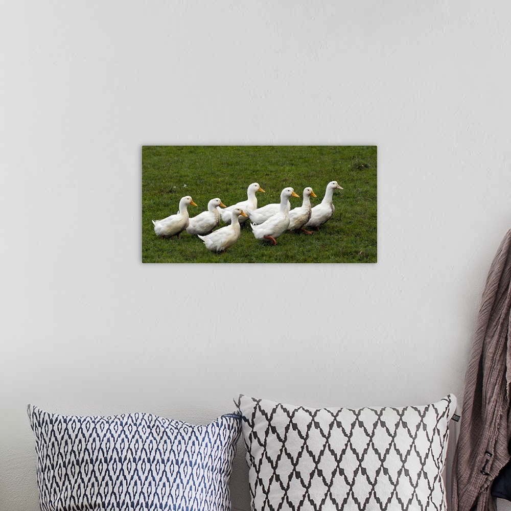 A bohemian room featuring Young Geese Walk Over Meadow At Farm