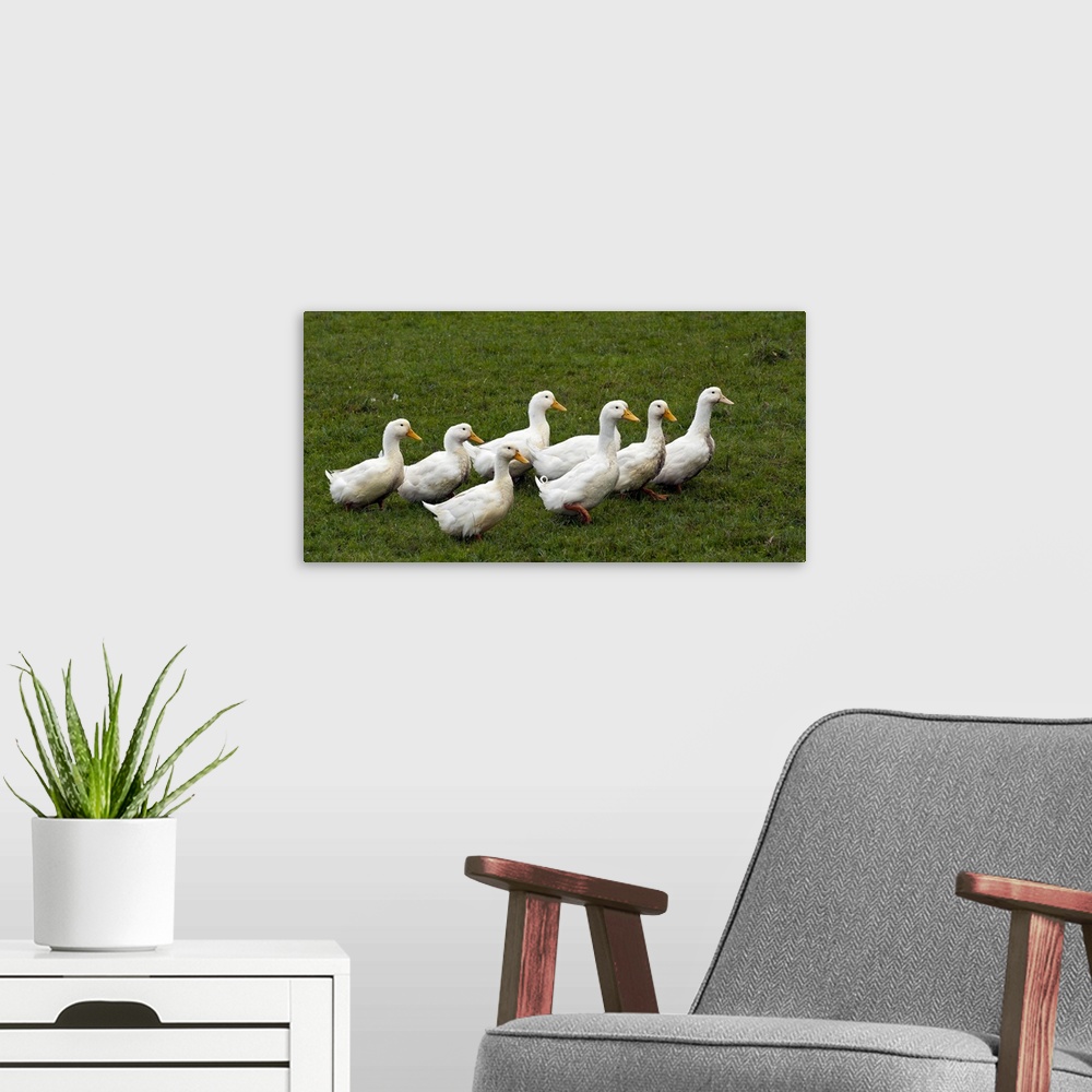 A modern room featuring Young Geese Walk Over Meadow At Farm