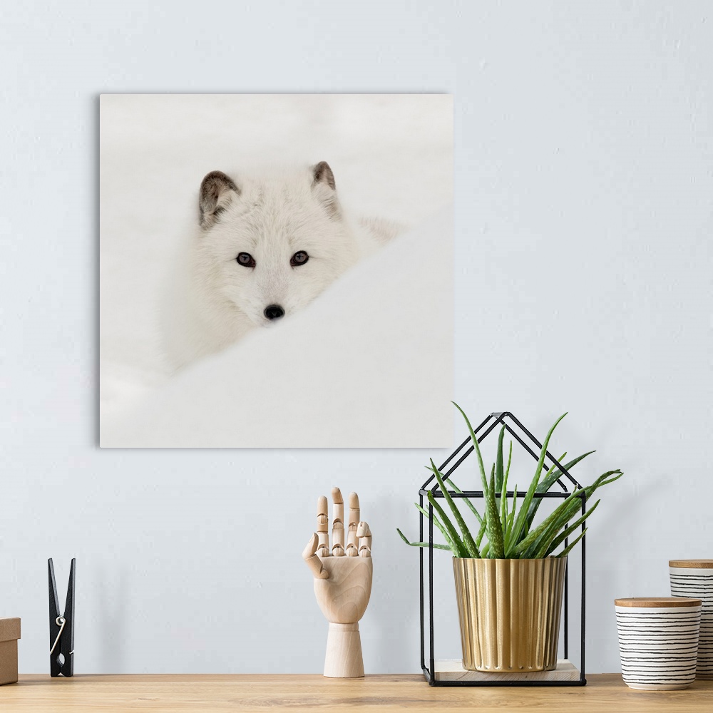 A bohemian room featuring Arctic Fox