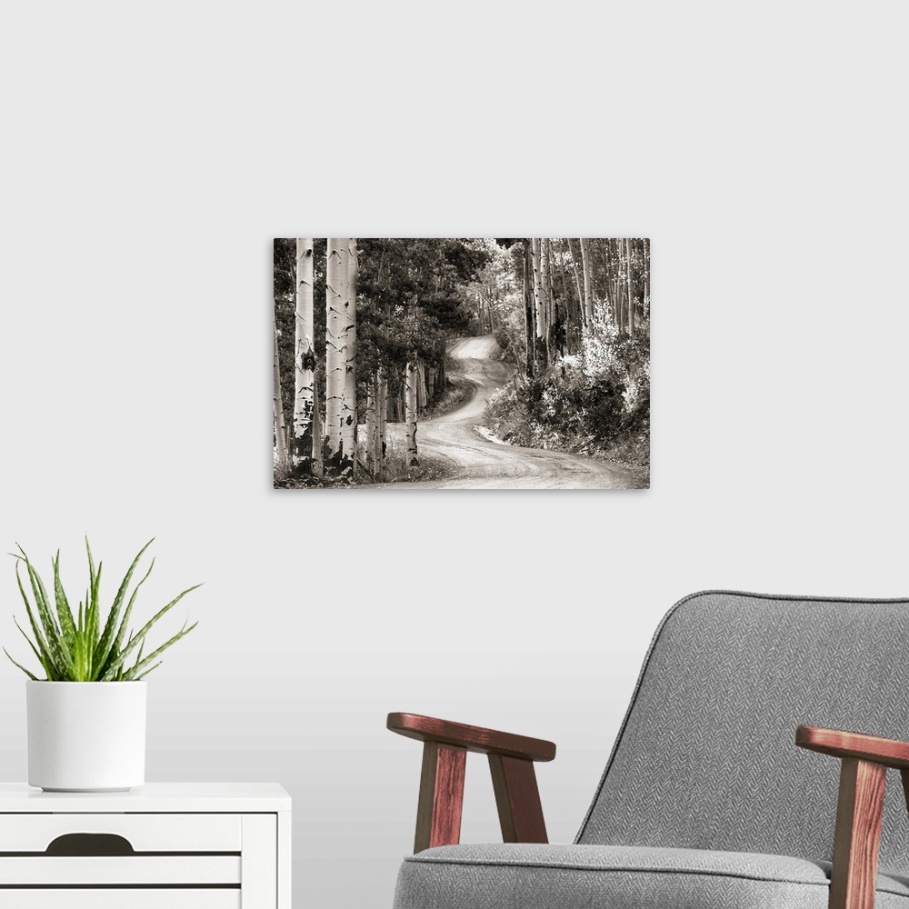 A modern room featuring Monochrome photograph of a winding gravel road through an aspen tree filled forest.