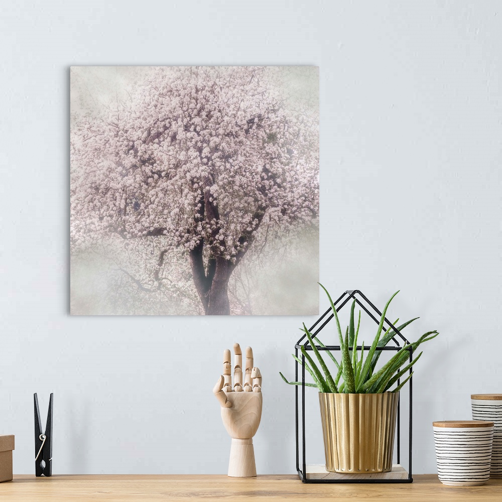 A bohemian room featuring Photograph of a blooming cherry tree with a soft focus vignette on the edges.