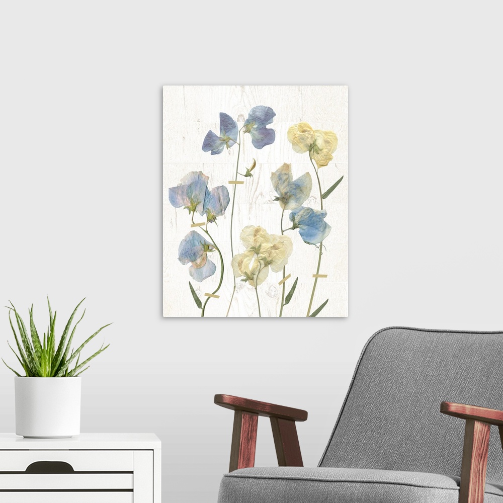 A modern room featuring Dried blue sweet peas rest on shiplap in this photo.