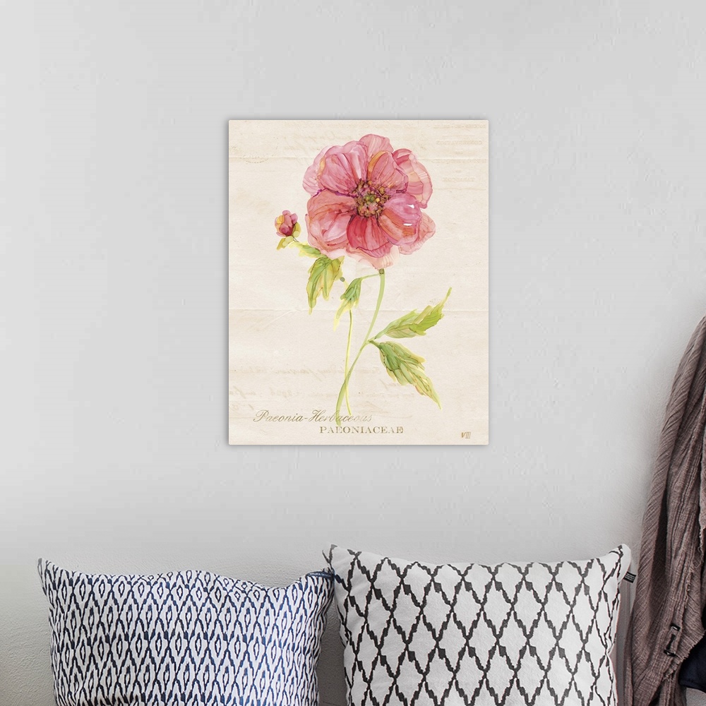 A bohemian room featuring Watercolor painting of a peony on a neutral colored background with faint text and its scientific...