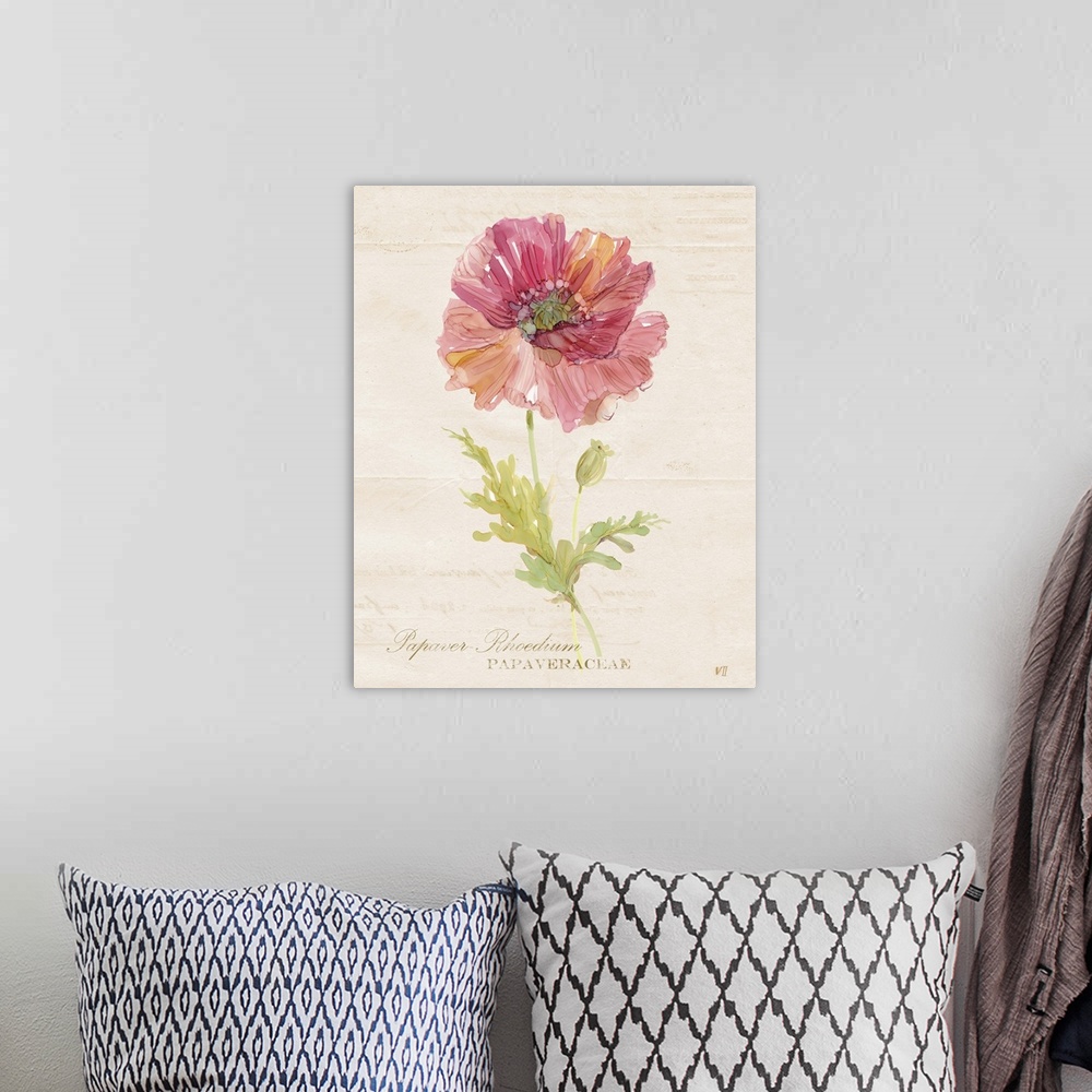 A bohemian room featuring Watercolor painting of a poppy on a neutral colored background with faint text and its scientific...