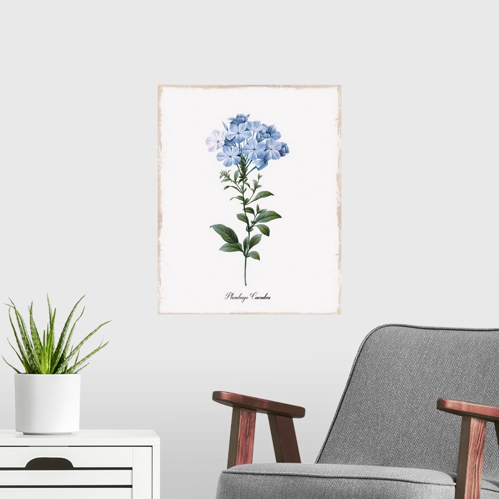 A modern room featuring Botanical illustration of cape leadwort.