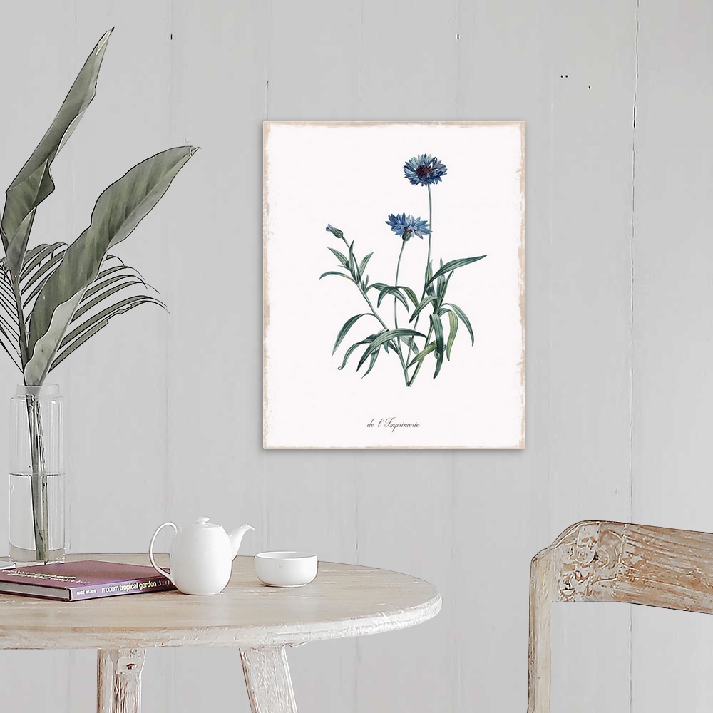 A farmhouse room featuring Botanical illustration of a cornflower.