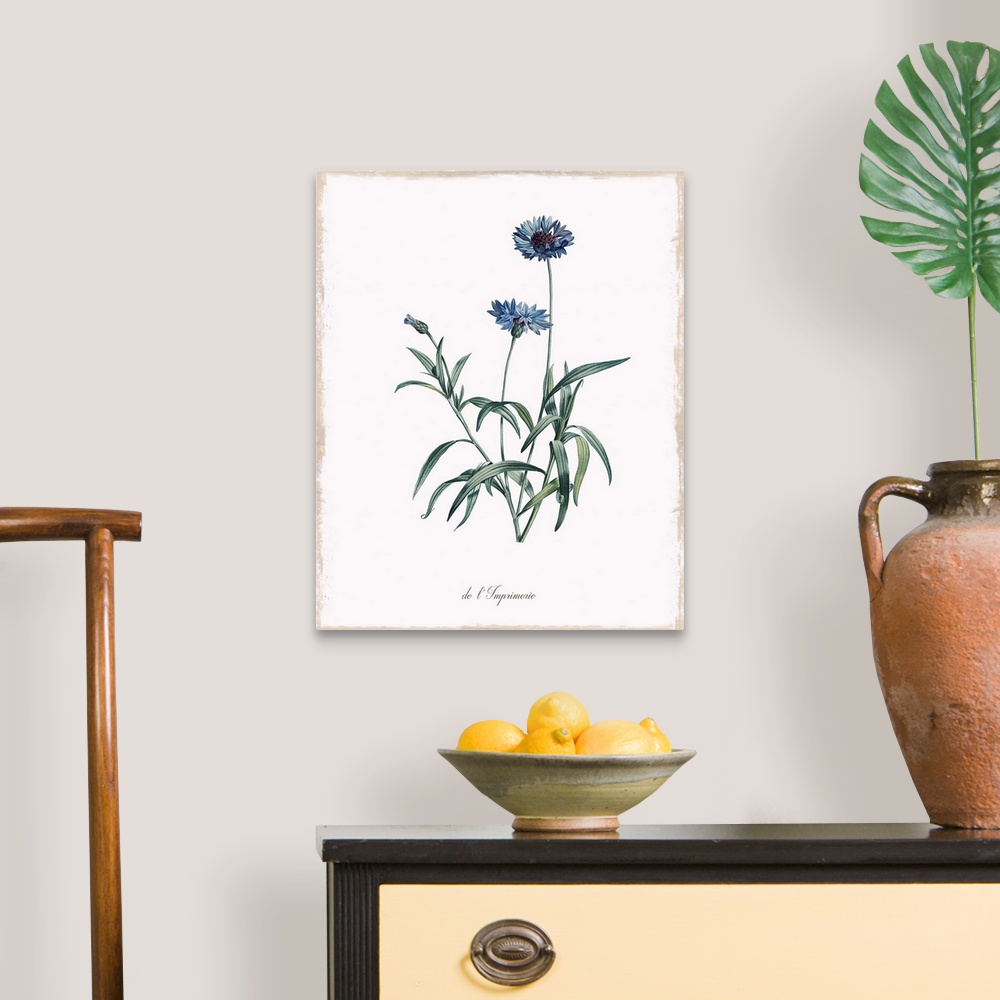 A traditional room featuring Botanical illustration of a cornflower.