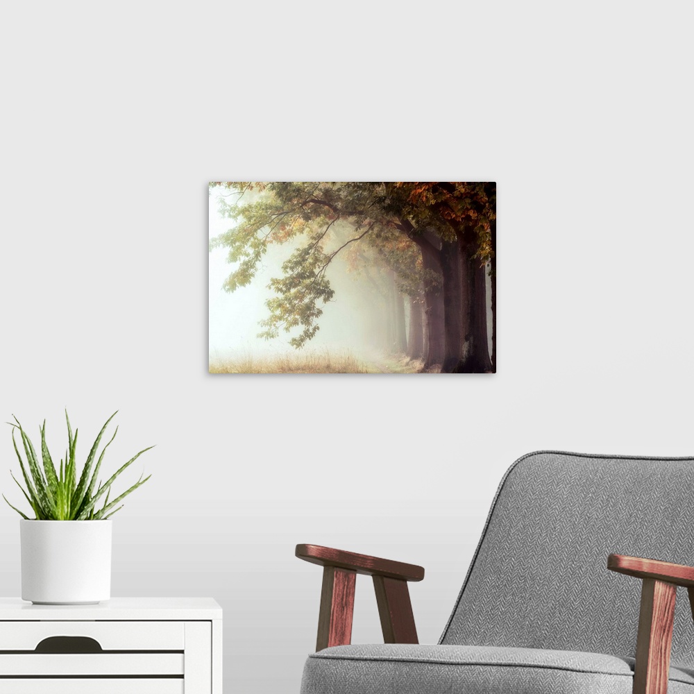 A modern room featuring Photograph of a row of trees reveal a dirt path leading into a misty fog.