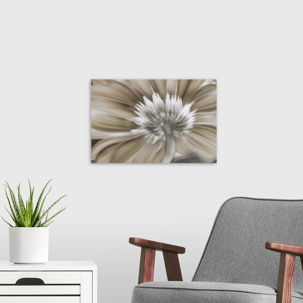 A modern room featuring Soft illustration of a flower with petals in shades of brown and white.