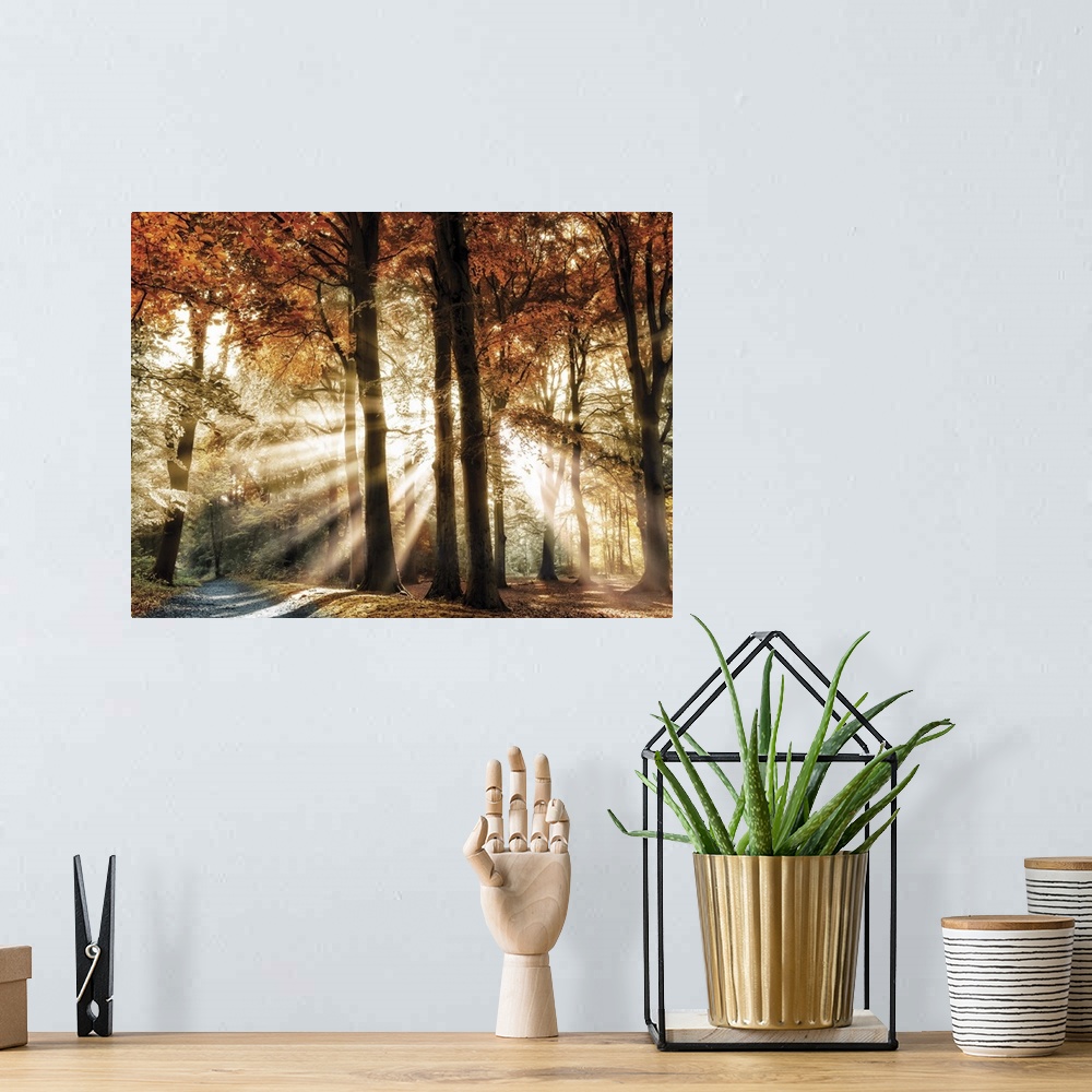 A bohemian room featuring Photograph of sunbeams coming through Autumn trees in the woods with a gravel path on the left.