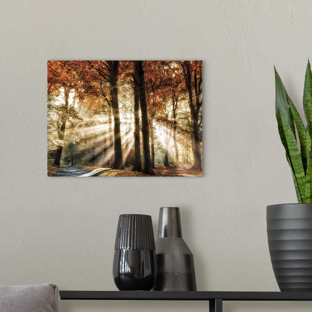 A modern room featuring Photograph of sunbeams coming through Autumn trees in the woods with a gravel path on the left.