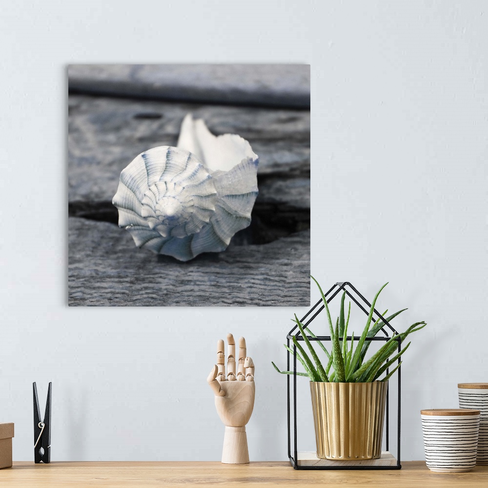A bohemian room featuring Cool toned photograph with blue highlights of a conch shell close-up on a piece of driftwood.