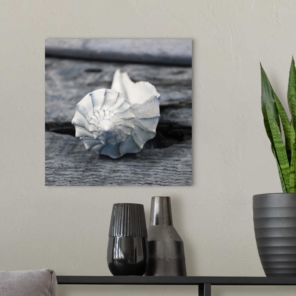 A modern room featuring Cool toned photograph with blue highlights of a conch shell close-up on a piece of driftwood.