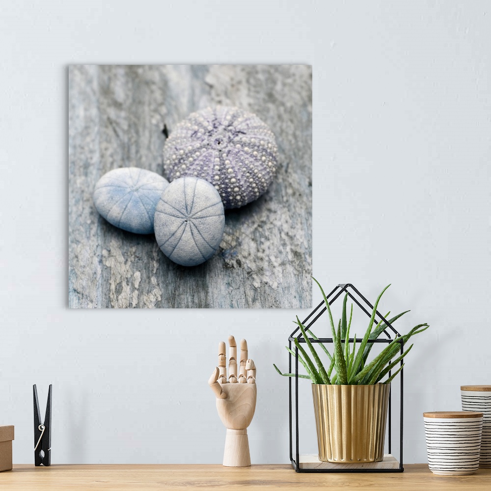 A bohemian room featuring Cool toned photograph with blue and purple highlights of sea urchins close-up on a piece of drift...