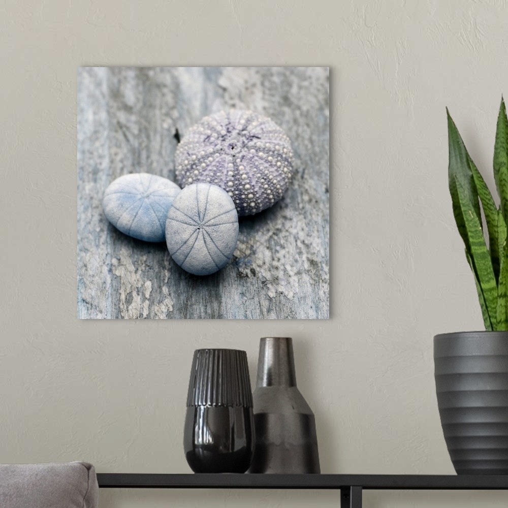 A modern room featuring Cool toned photograph with blue and purple highlights of sea urchins close-up on a piece of drift...