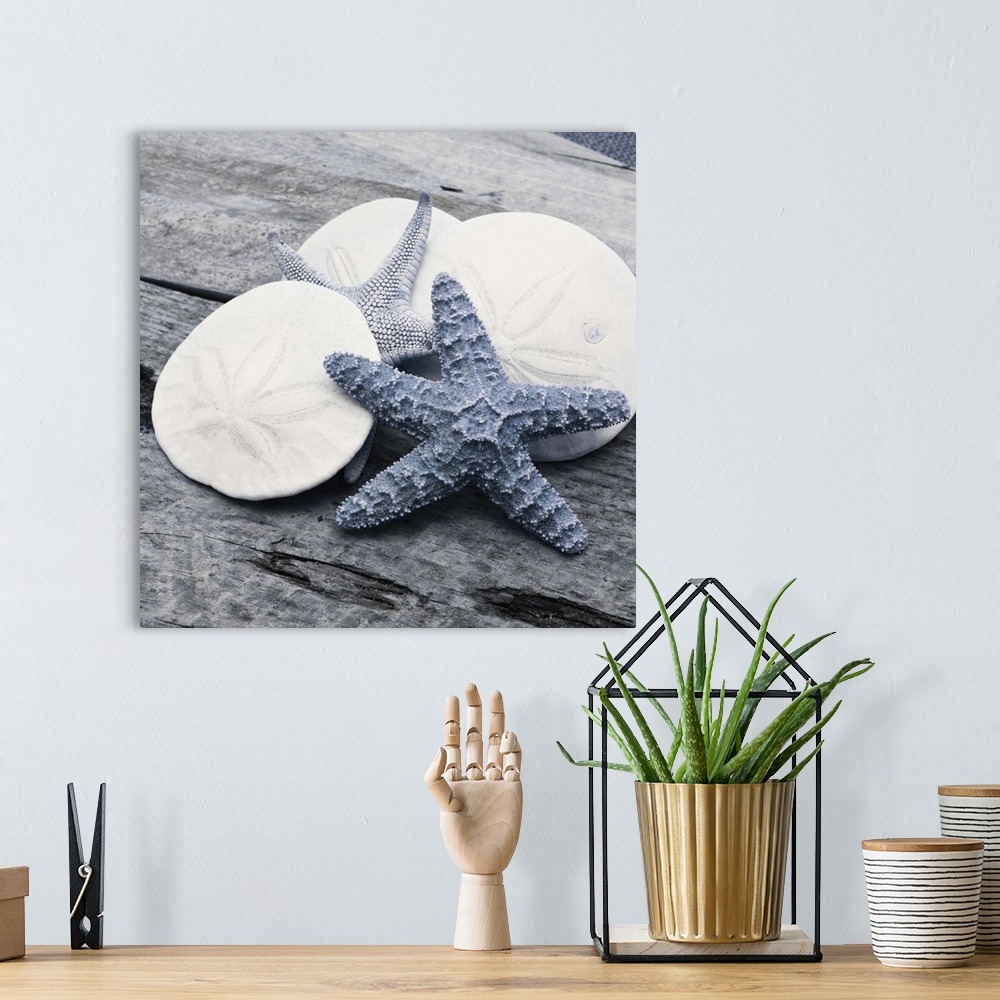 A bohemian room featuring Cool toned photograph with blue highlights of sand dollars and starfish close-up on a piece of dr...