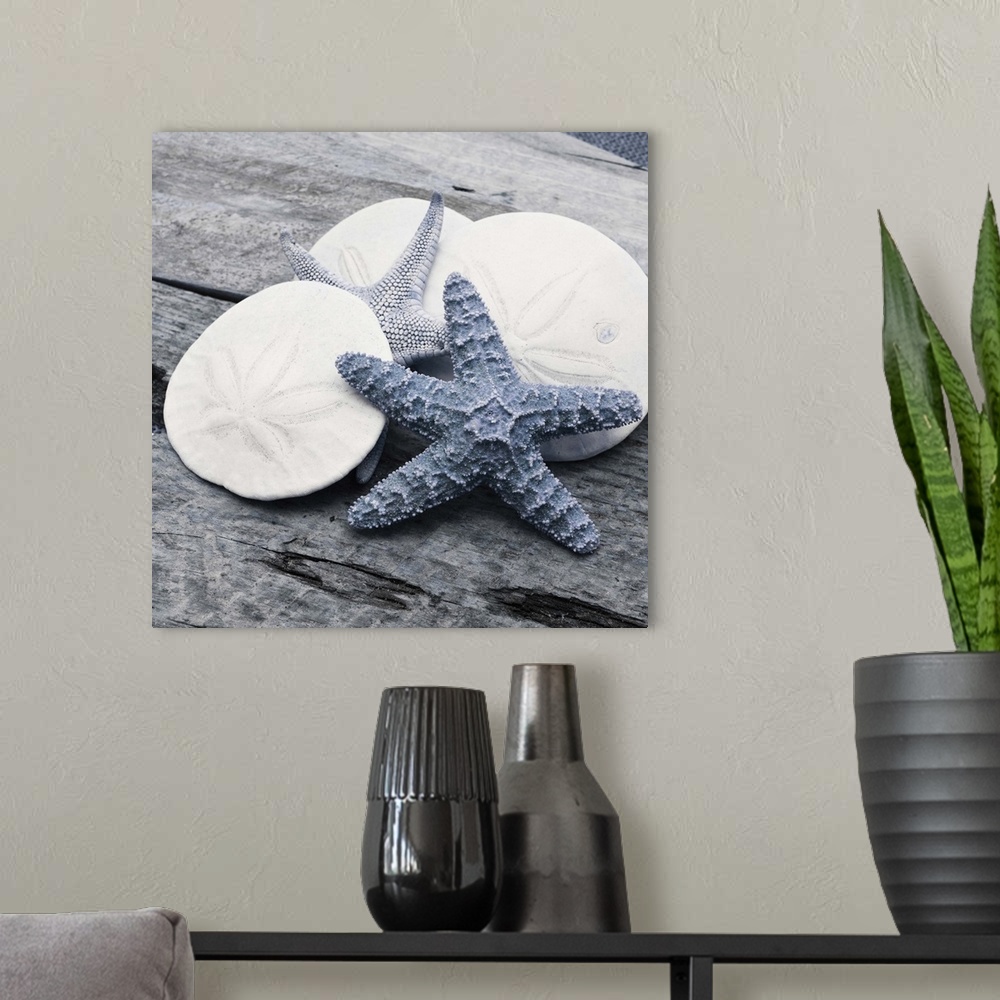A modern room featuring Cool toned photograph with blue highlights of sand dollars and starfish close-up on a piece of dr...