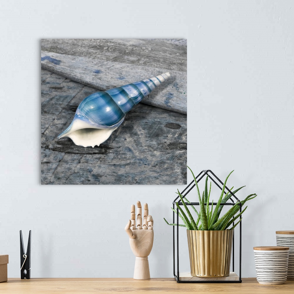 A bohemian room featuring Cool toned photograph with blue highlights of a seashell close-up on a piece of driftwood.