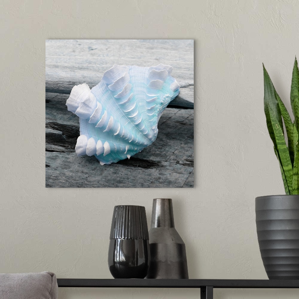 A modern room featuring Cool toned photograph with blue highlights of a seashell close-up on a piece of driftwood.