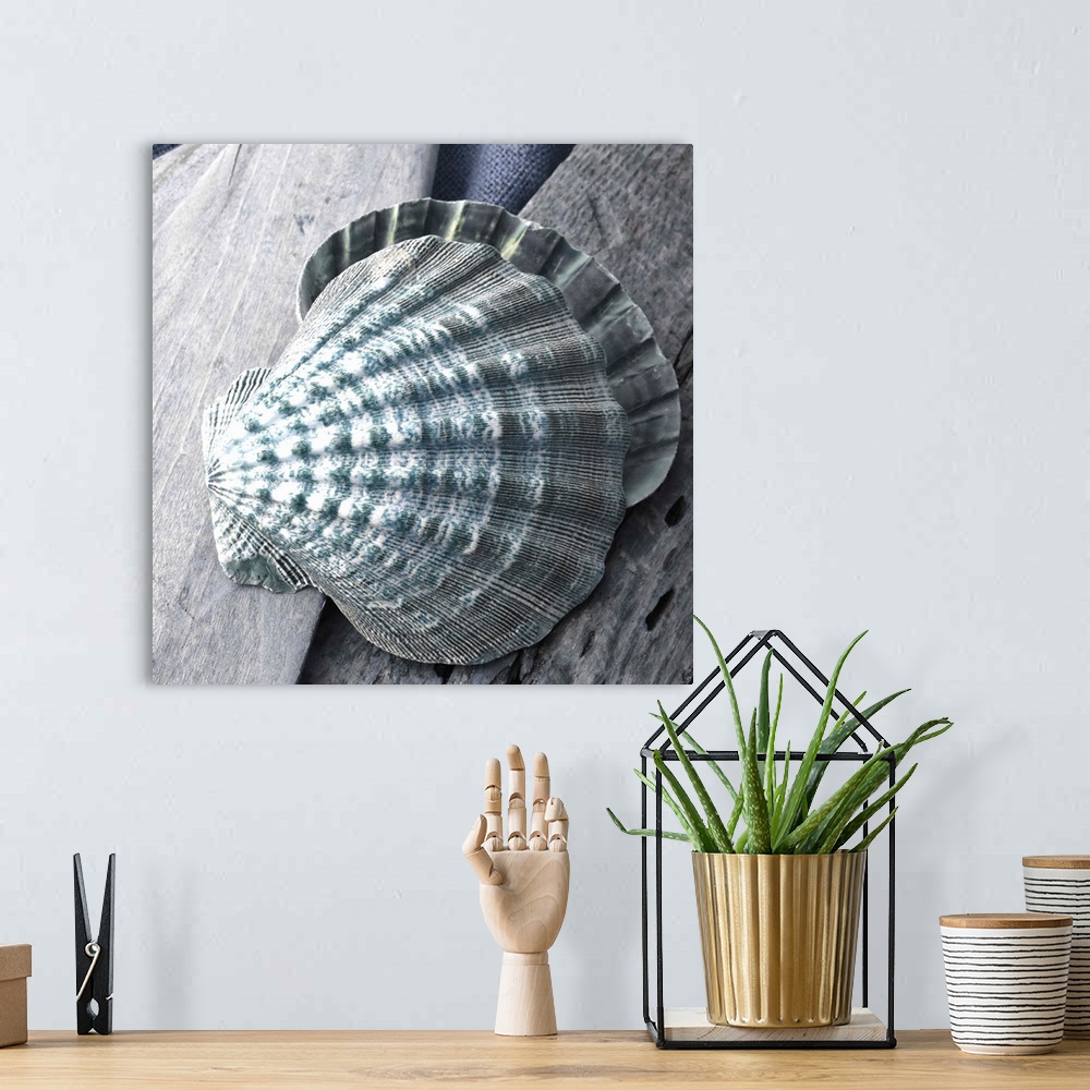 A bohemian room featuring Cool toned photograph with blue highlights of a seashell close-up on a piece of driftwood.