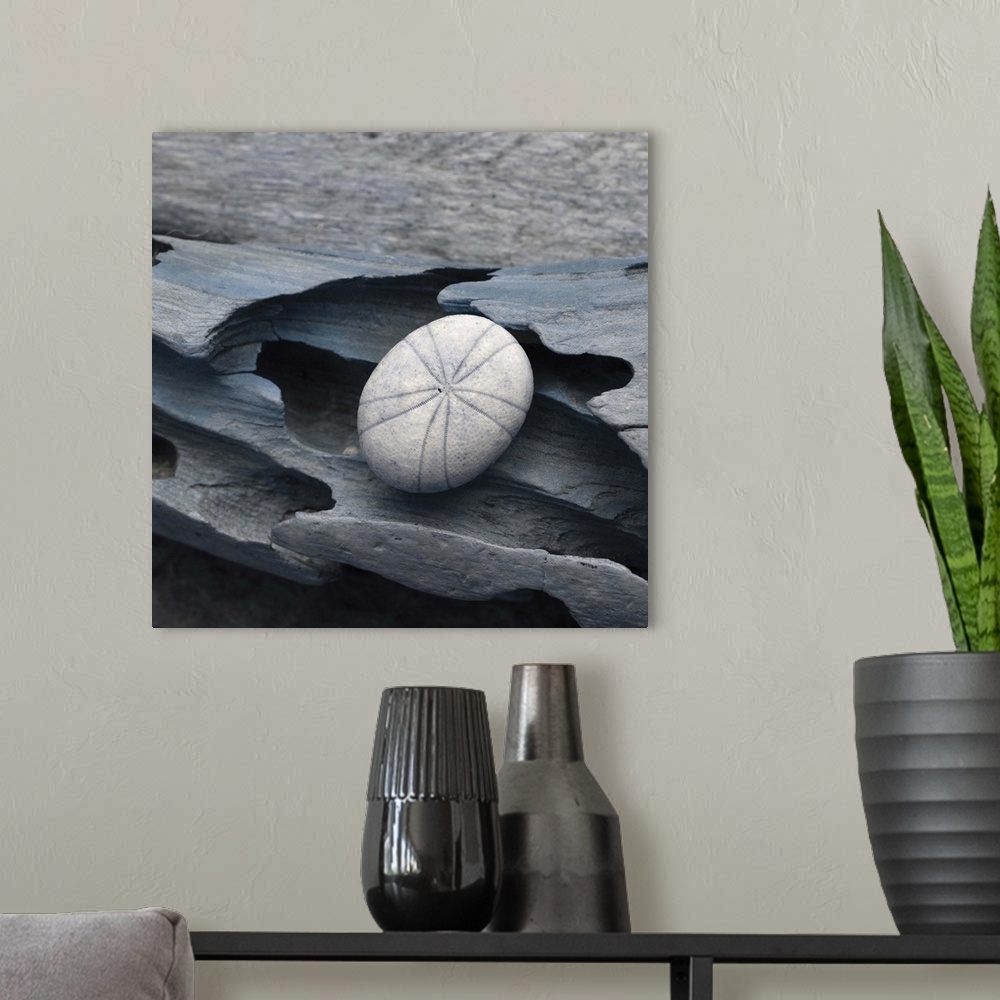 A modern room featuring Cool toned photograph with blue highlights of a sea urchin close-up on a piece of driftwood.