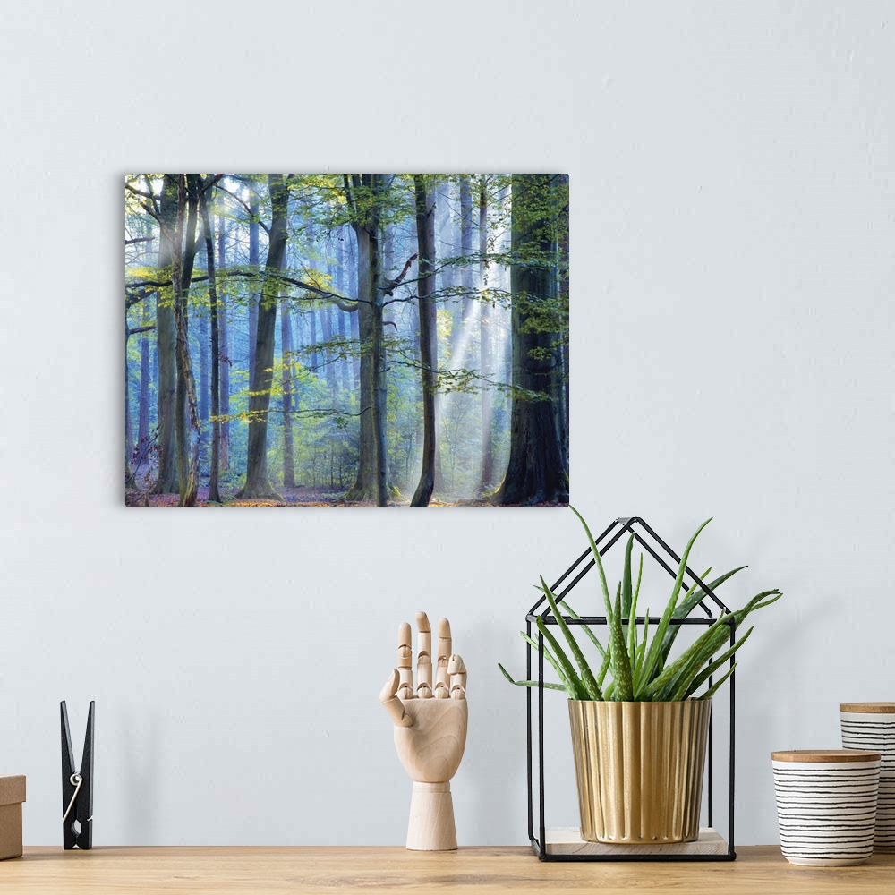 A bohemian room featuring A photograph of a forest with cool tones and sun beams shining through the trees.
