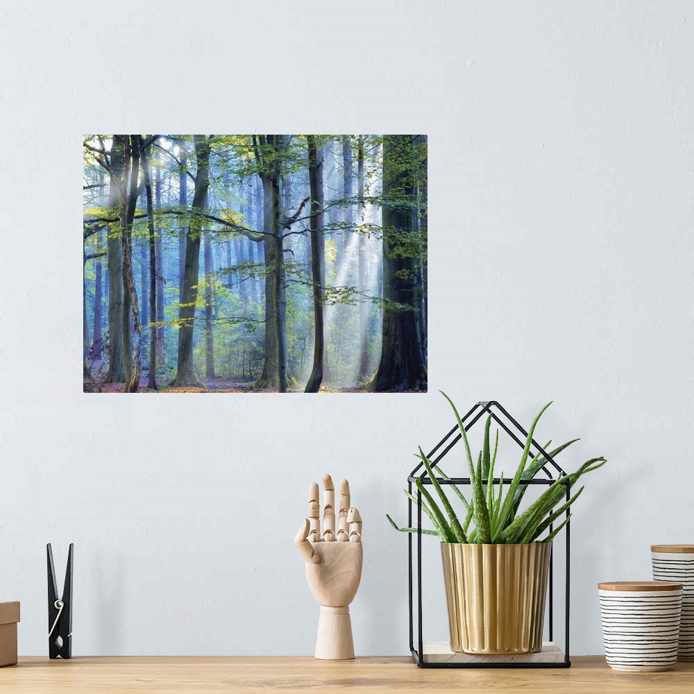 A bohemian room featuring A photograph of a forest with cool tones and sun beams shining through the trees.