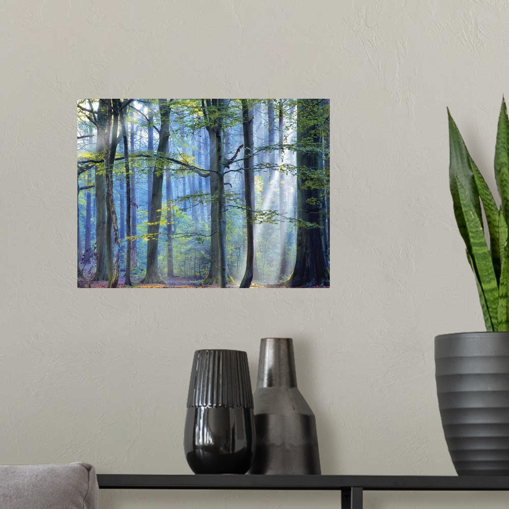 A modern room featuring A photograph of a forest with cool tones and sun beams shining through the trees.