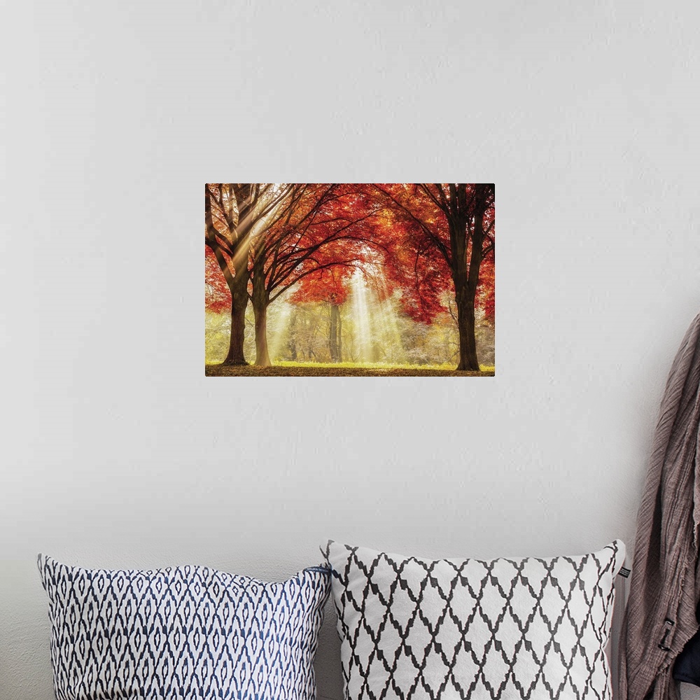 A bohemian room featuring A photo of sun rays peaking through the tops of trees during the fall.