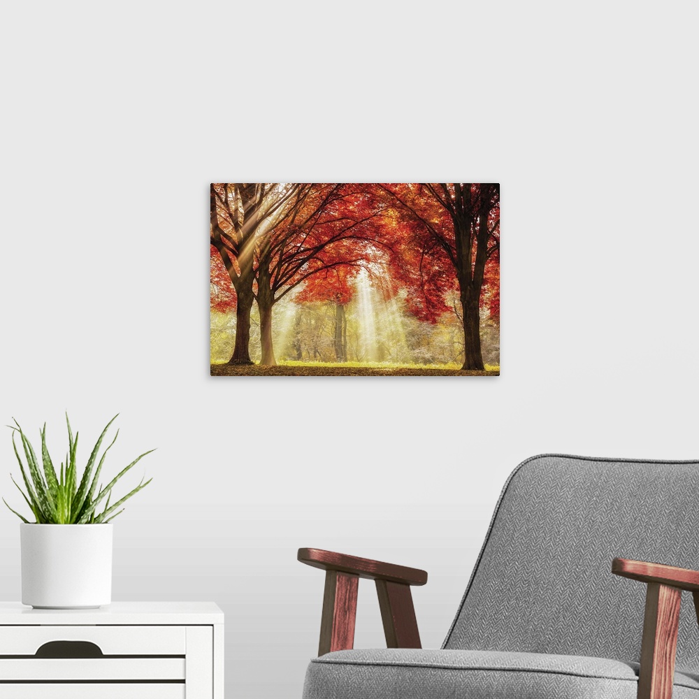 A modern room featuring A photo of sun rays peaking through the tops of trees during the fall.