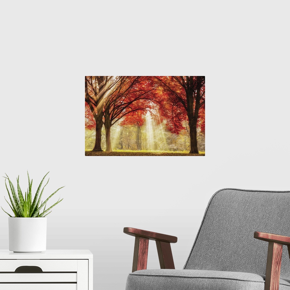 A modern room featuring A photo of sun rays peaking through the tops of trees during the fall.