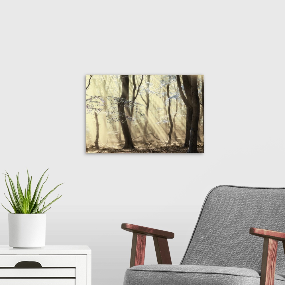 A modern room featuring Photograph of yellow sunlight beaming in all throughout a forest.