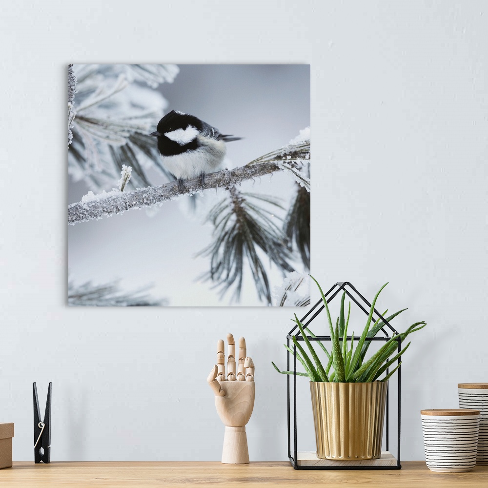 A bohemian room featuring A square photograph of a black and white bird perched on a tree limb covered with snow.