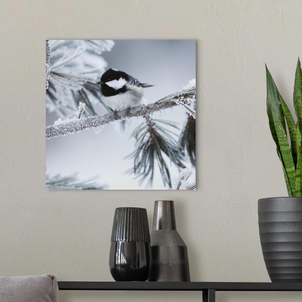 A modern room featuring A square photograph of a black and white bird perched on a tree limb covered with snow.