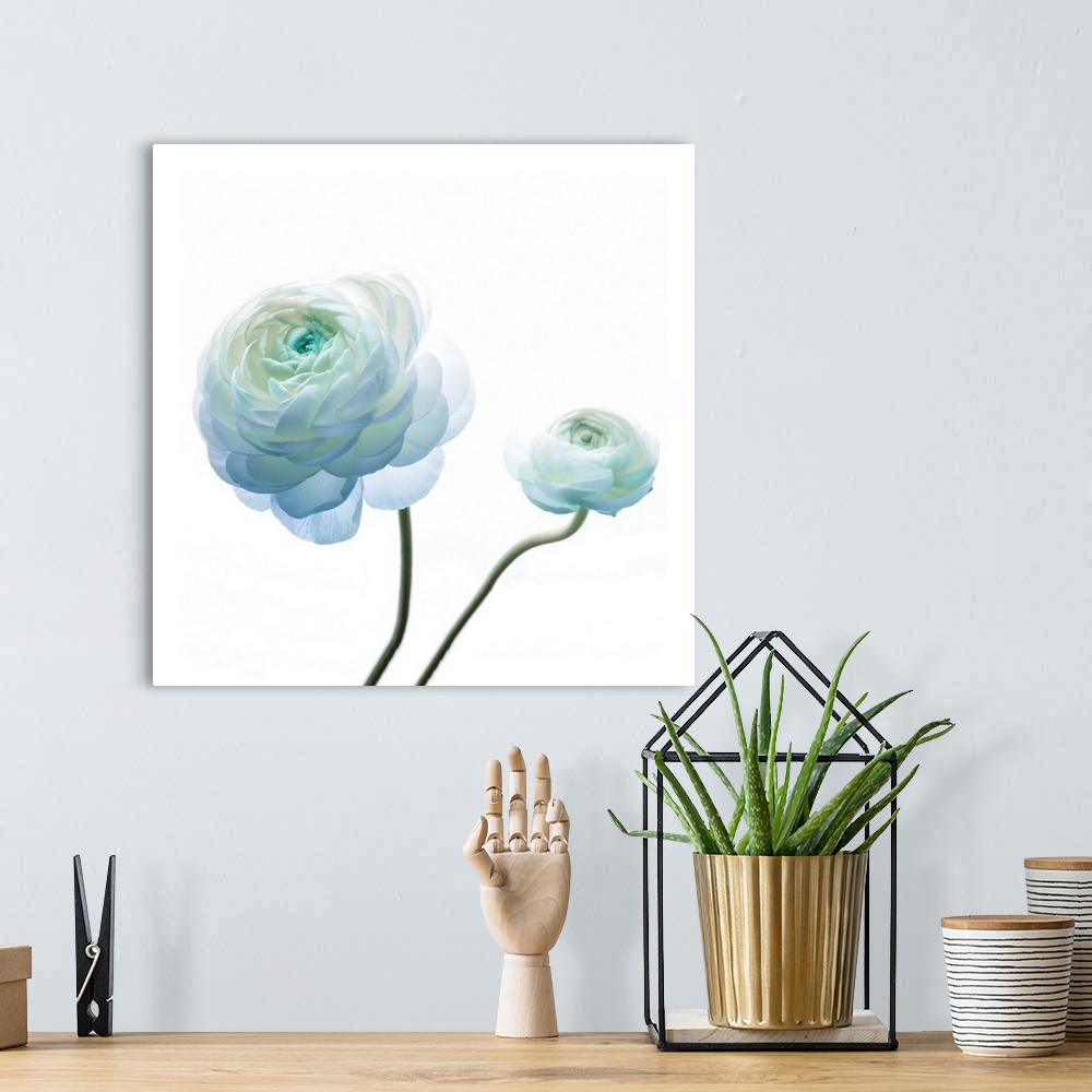 A bohemian room featuring Square photograph of a Persian Buttercup with blue highlights.
