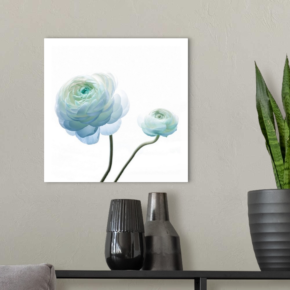 A modern room featuring Square photograph of a Persian Buttercup with blue highlights.