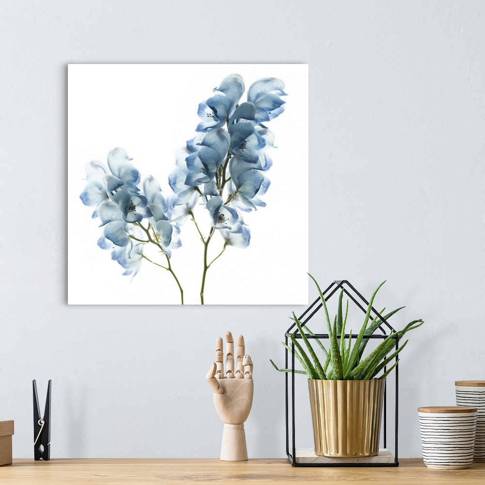 A bohemian room featuring Square photograph of white flowers with blue highlights.